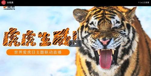 国产老虎爱吃人参吗视频,国产老虎的神秘食谱，人参竟是它们的美食？